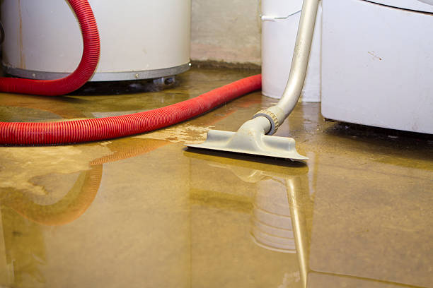 Best Mold removal after water damage  in Sumner, IL