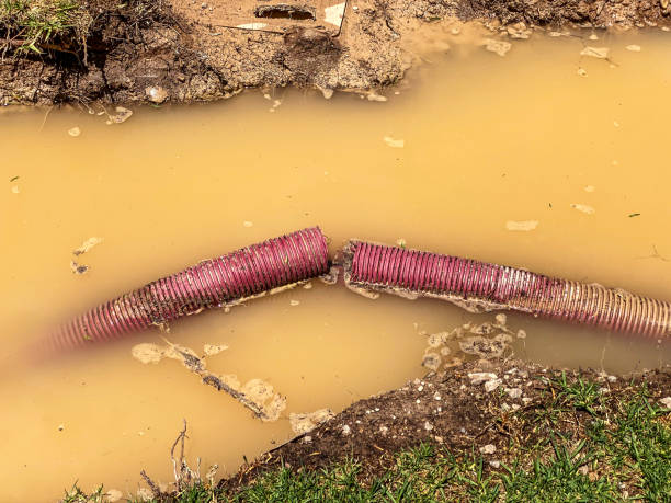 Best Local water damage restoration  in Sumner, IL